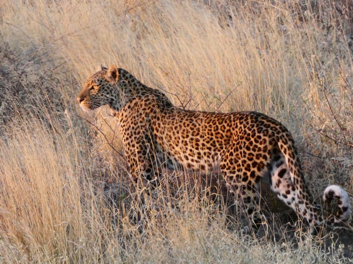 Ngangane Lodge&Reserve Francistown Eksteriør bilde