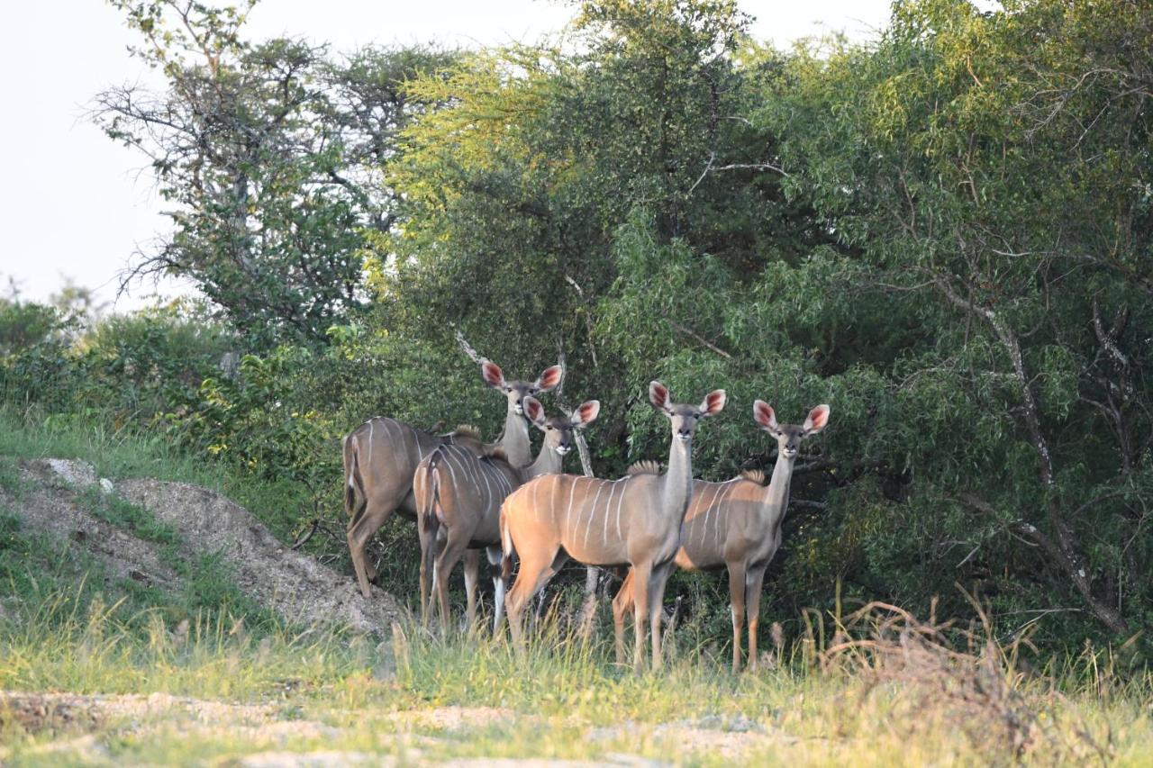 Ngangane Lodge&Reserve Francistown Eksteriør bilde