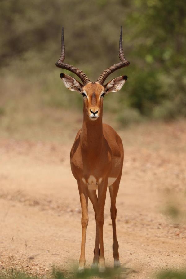 Ngangane Lodge&Reserve Francistown Eksteriør bilde