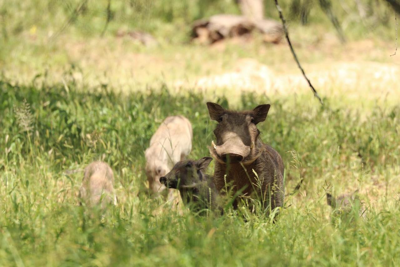 Ngangane Lodge&Reserve Francistown Eksteriør bilde
