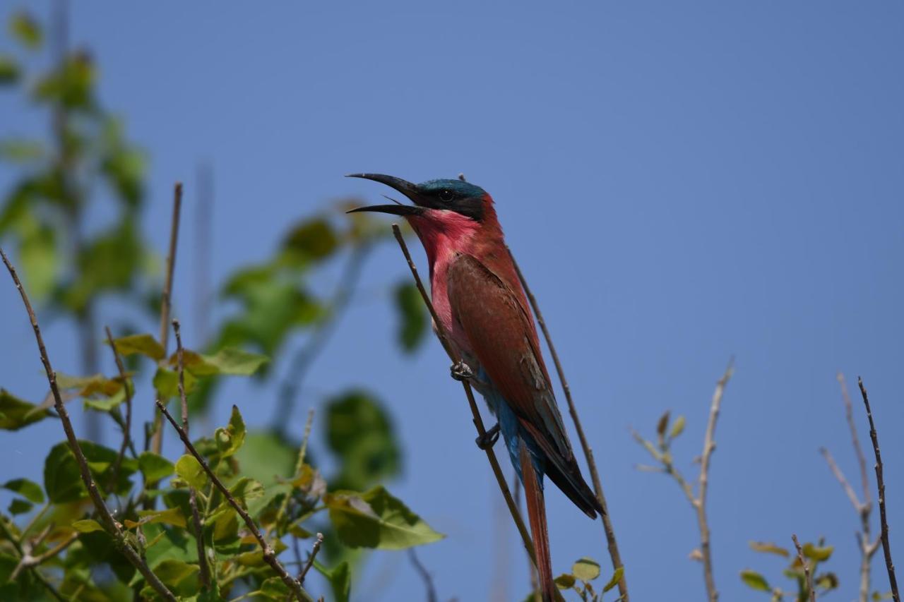 Ngangane Lodge&Reserve Francistown Eksteriør bilde