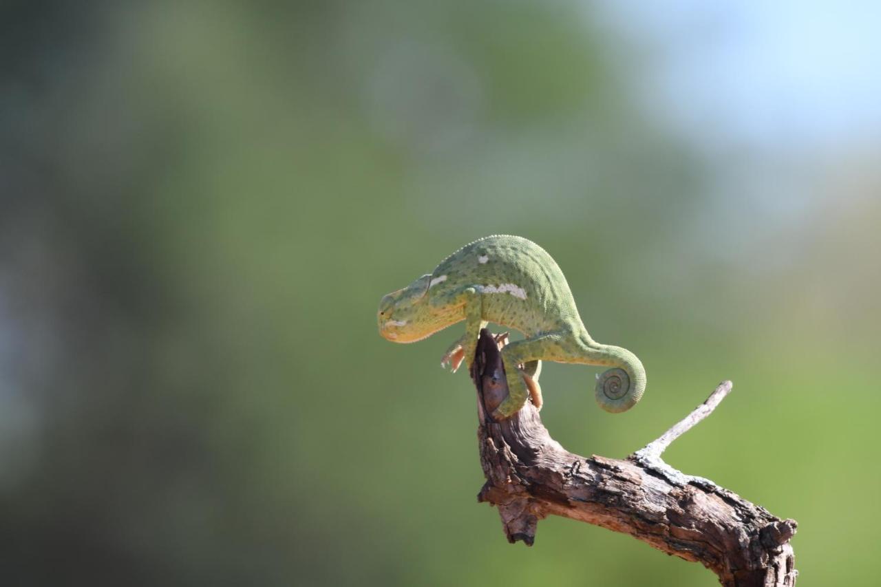 Ngangane Lodge&Reserve Francistown Eksteriør bilde